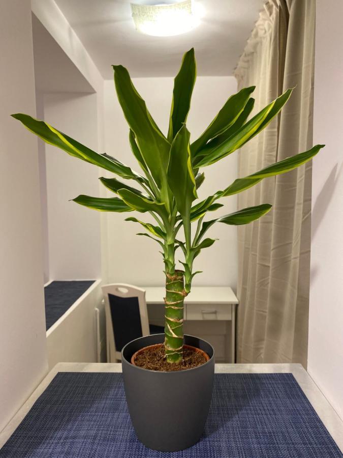 Take Pro Timisoara Apartment المظهر الخارجي الصورة